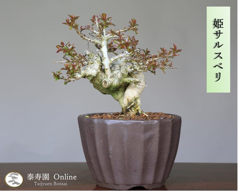 姫蘇鉄　盆栽　古木　希少 i-img1200x832-