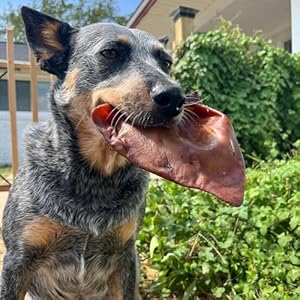 JACK’S PREMIUM Natural Pig Ears for Dogs – Large Ears – Made in The USA Wood Smoked, Preservative Free Dog Chew – Ideal for Small, Medium, and Large Dogs (30.00, Whole Pig Ear)