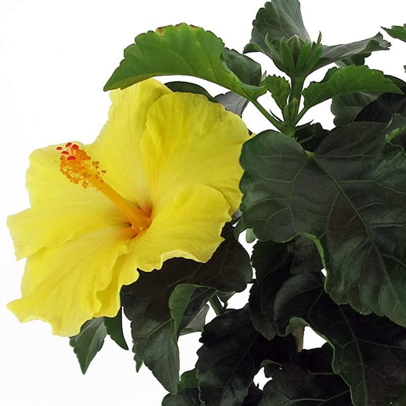 Hibiscus AMARILLO Natural Árbol Conocido como la Rosa China - Flores Amarillas