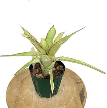 ブロメリア・エアープランツ Aechmea phanerophlebia 'Inland Form