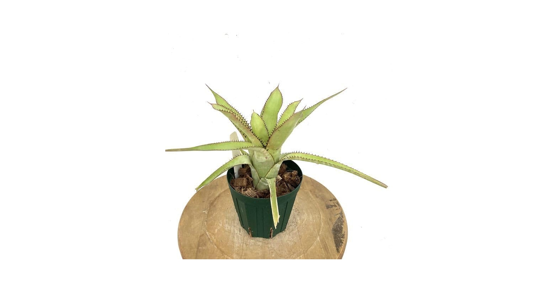 Amazon.co.jp: (現品) エクメア ファネロフレビア (No.61989