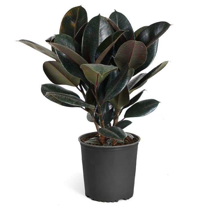 Ficus Elastica Rubber Plant Live, Air Purifying Indoor Plant, Low Maintenance Houseplant for Home and Office-image-4