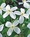Produktbild Clematis montana"Grandiflora" | Weisse Clematis Winterhart Mehrjährig | Kletterpflanzen Winterhart | Höhe 55-65 cm | Topf-Ø 15 cm
