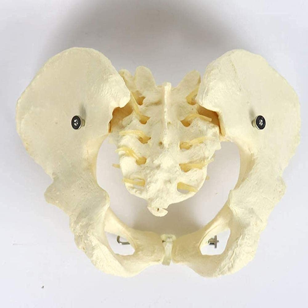 Naturalny Model Anatomiczny Kości Miednicy Kobiecej Dla Materiałów Szkolnych I Pomocy Medycznej
