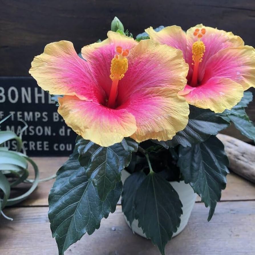 Amazon.co.jp: サンセット ハイビスカス 夏色 大苗 ガーデニング : DIY