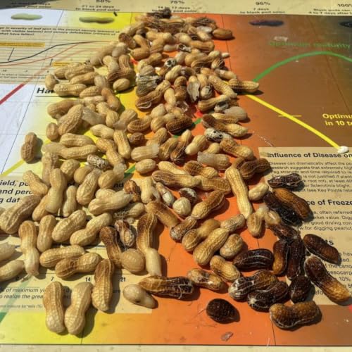 Searching for the Brighter Pod - Looking at Maturity