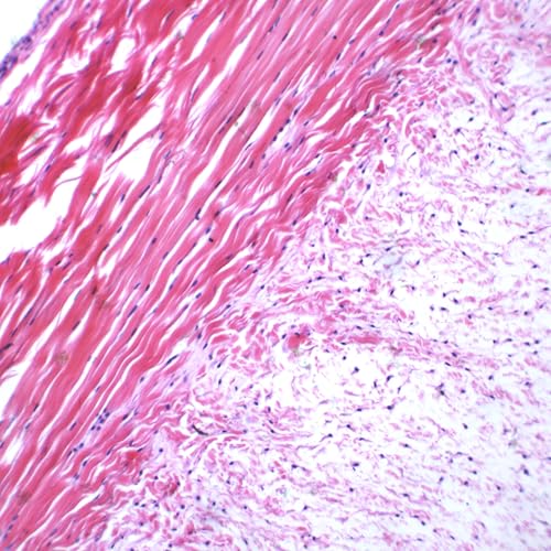 Eisco - Prepared Microscope Slide of Frog Tendon Longitudinal Section 25x77mm Glass Slide with H&E Stain for Structural Study
