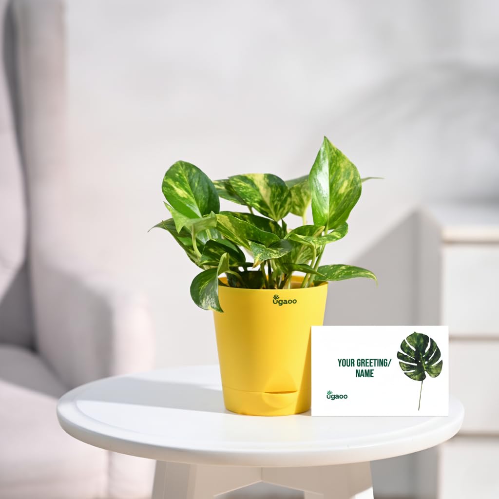 Ugaoo Variegated Money Plant - Self Watering -17