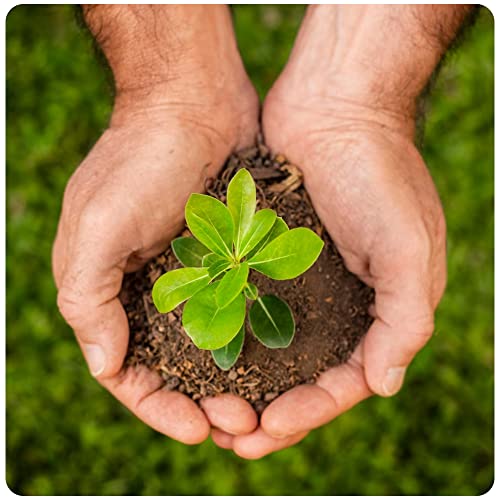 Image of Premium Coco Coir Brick | Coconut Fiber Block | Compressed Growing Medium | Perfect As Hydroponics Garden Soil | 100% Organic and Eco-Friendly | Great Seed Bed (Pack of 1 at 11 Lbs)