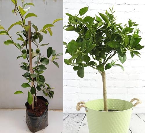 Image of Combo 2 inch Darjeeling Orange Live Plant + Seedless Apple Ber Plant Grafted Hybrid Jujube Live Jujube'Fruit Plant' 1.5-3 Feet Height Live Plant For Home Garden