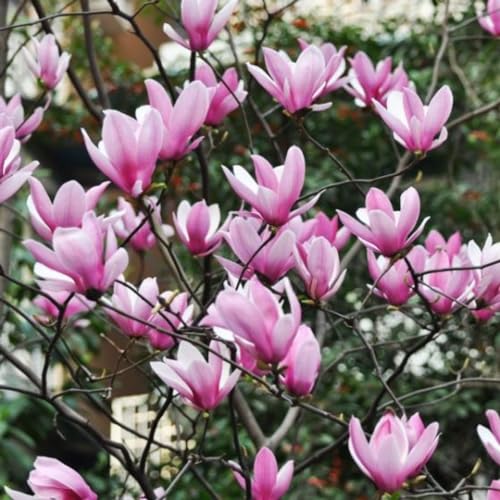 Ann Magnolia Tree Live Plant 6 to 12 Inch Height, Fragrant Magnolia Plant Live to Grow, Magnolia Bush Flowers in 3 Inch Pot Ann Magnolia Tree Live Plant 6 to 12 Inch Height, Fragrant Magnolia Plant Live to Grow, Magnolia Bush Flowers in 3 Inch Pot