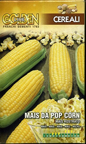 SEMENTE DI MAIS DA POP CORN IN CONFEZIONE DA 100 GRAMMI
