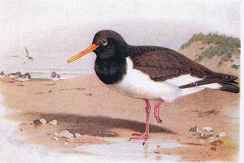 Huîtrier Catcher Toile Archibald Thorburn Peinture Décoration Salon