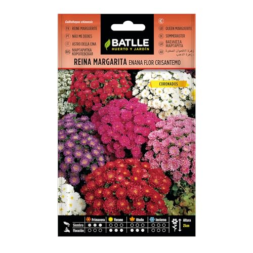 Batlle - Semi di Fiori - Astro della Cina Nano Crisantemo, Assortiti