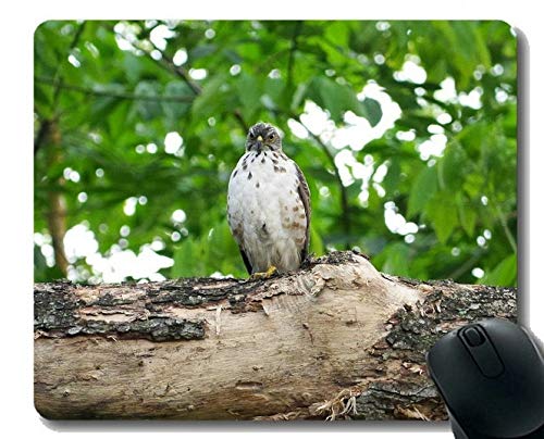 Non-Slip Rubber Gaming Mouse Pad,Ferocious Basra Hawk Mouse Pads