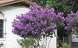 Zuni Crape Myrtle - Purple Flowering Tree - Live Plant Shipped 1 to 2 Feet Tall in Gallon Pot by DAS Farms (No California)