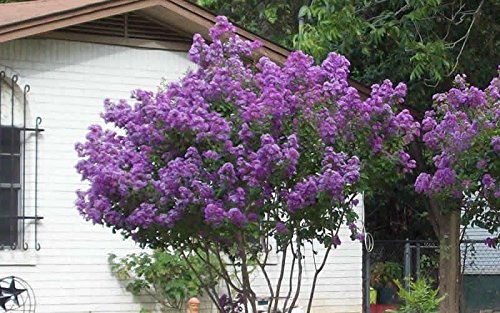 Zuni Crape Myrtle - Purple Flowering Tree - Live Plant Shipped 1 to 2 Feet Tall in Gallon Pot by DAS Farms (No California) Zuni Crape Myrtle - Purple Flowering Tree - Live Plant Shipped 1 to 2 Feet Tall in Gallon Pot by DAS Farms (No California)