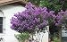 Zuni Crapemyrtle Tree - Live Plant Shipped 1 to 2 Feet Tall - Purple Crape Myrtle (No California)