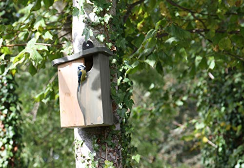 Simon King, Nistkasten mit gebogenem Hohlraum – Bild 5