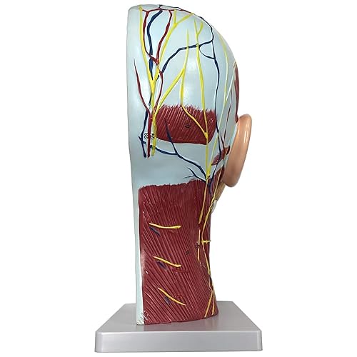 Miniatura 4 de Modelo neurovascular superficial de media cabeza humana con musculatura, modelo de cabeza anatómica de tamaño real para educación en anatomía de