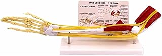 Human Anatomy Muscle Arm Model, Upper Limb Bone Model, 1:1 Human Size Muscle Elbow Model, Arm Bone Band Nerve Ligament Model, Used for Research and Teaching of Human Anatomy and Medical Physiology
