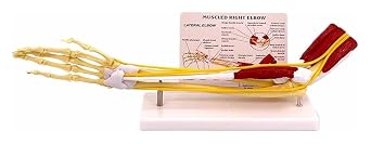 Human Anatomy Muscle Arm Model, Upper Limb Bone Model, 11 Human Size Muscle Elbow Model, Arm Bone Band Nerve Ligament Model, Used for Research and Teaching of Human Anatomy and Medical Physiology