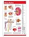 Permacharts Urinary System Chart Wall Poster Guide - 24
