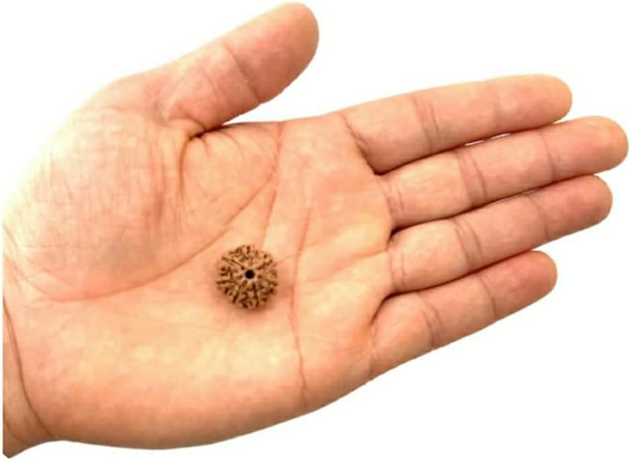 7 Mukhi Nepali Authentic Rudraksha Bead. Seven deep Groove face rudraksha Without Color, Wax and Chemical Treatment. Rudraksha Bead for Yoga, Meditation, Prayer and Stress Healing - Image 3