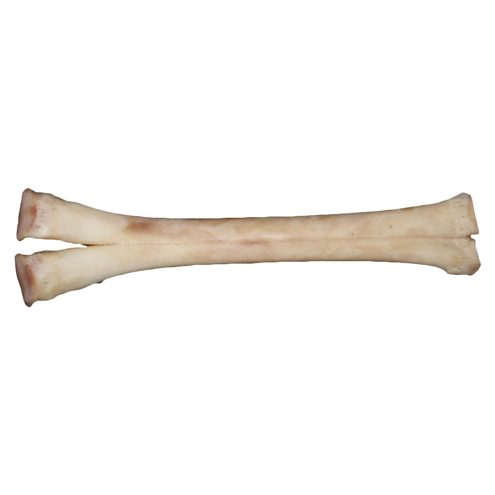 Fhuilijh Flesh ,33Cm, Taxidermy Real Camel Leg Skeleton Animals Bone Model Real Bones Specimen For Vet Teaching Study,Home Bar Decoration Collection
