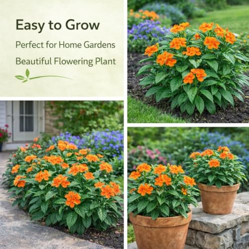 Image of Indian Gardens - Kanakambaram Red | Aboli | Priyadarsha | Flowering Crossandra | Pagoda Flower | firecracker flower | Live plant with pot (4 inch)