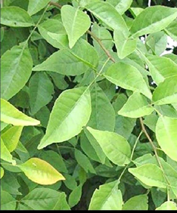 Balbasaur Live Bel Tree, Bilva Patra, Bel Patra Plant with Pot Amazon