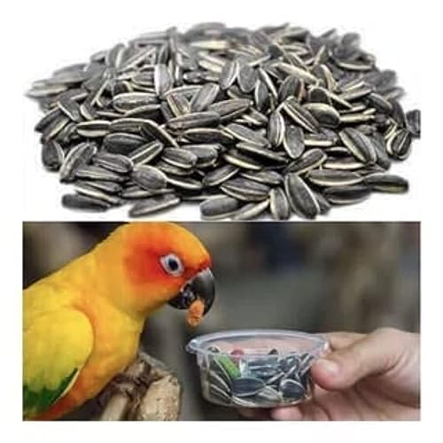 CybeXis Striped Sunflower Seeds- for All Life Stages-[1Kg]