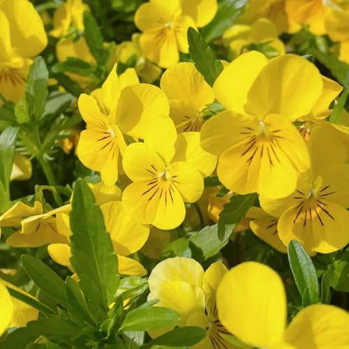 semi di viola del pensiero perenni - balcone resistenti esotiche decorative giardino 300pcs