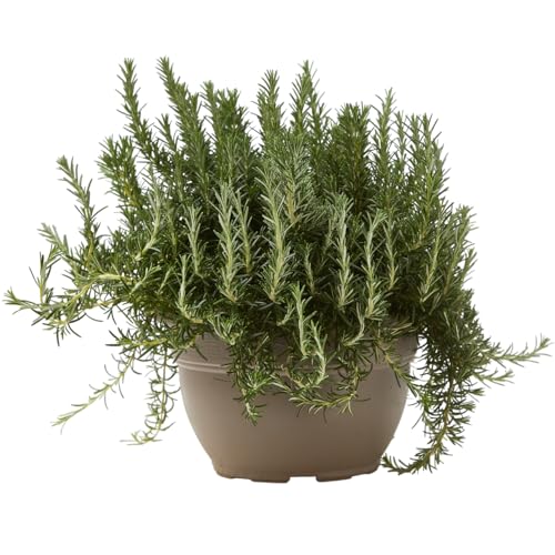 Verdecora Romero Rastrero maceta Ø24cm | Rosmarinus officinalis prostratus | Planta Aromática y Tapizante para Jardín, Maceta o Rocalla