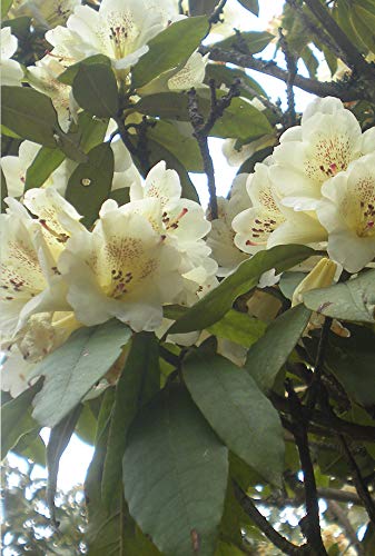 30+ Mixed Azalea Rhododendron Simsii Seeds Schlippenbachii Bush Shrub Flowers Plant #TOP4