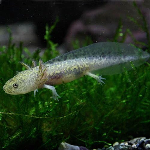 Amazon 両生類 ウーパールーパー マーブル 約8cm 1匹 生体 観賞魚 水中生物 通販