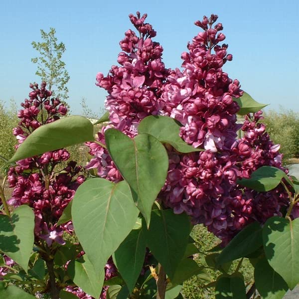 Edelflieder 'Mrs. Edward Harding' - Syringa vulgaris 'Mrs. Edward Harding' 40-60 C - 40-60 cm Topf