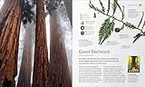 The Tree Book: The Stories, Science, and History of Trees - Image 3