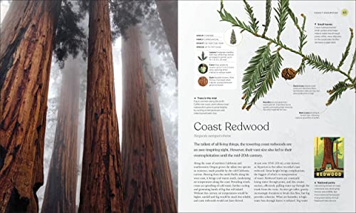 The Tree Book: The Stories, Science, and History of Trees - Image 3