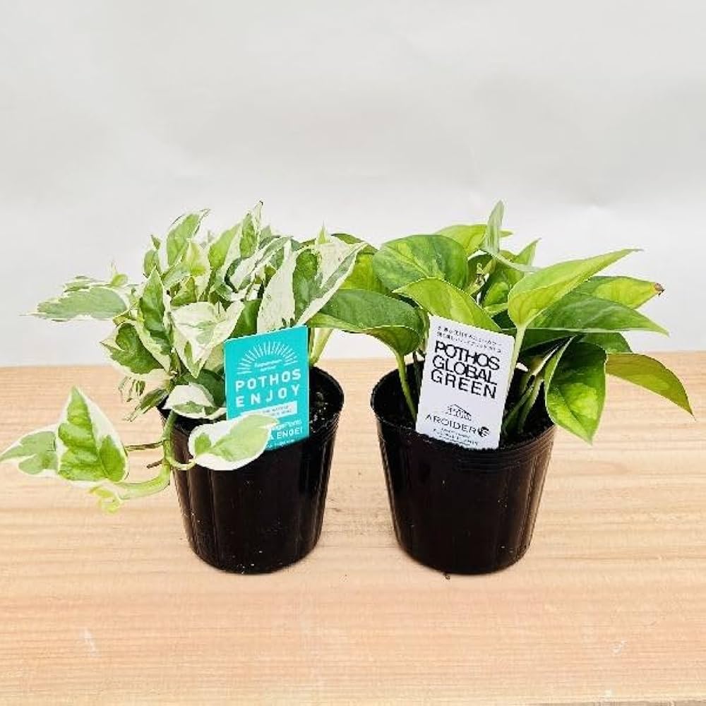 Amazon｜おしゃれ 観葉植物：ポトス エンジョイ＆グローバル