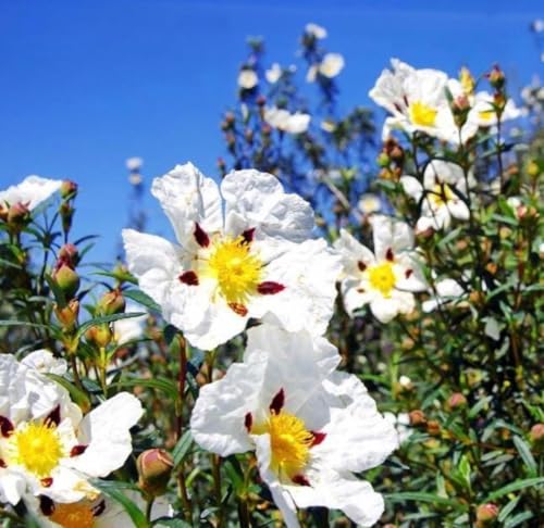 Aceite Esencial Rockrose Orgánico Puro 5 mL miniatura 3