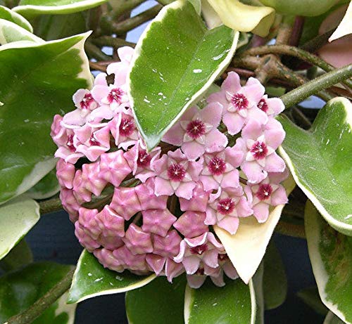 Portal Cool 1 Planta Hoya Krimson reina de flor de la cera Pot 12cm Perennes Cover