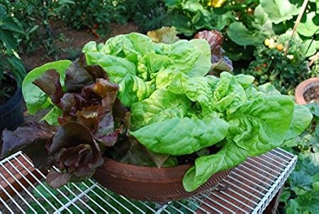 Leafy Pots Variety Seeds Combo- Lettuce 3 Types and Spinach 50++ Seeds Each (4packets) Sold by Seedscare India