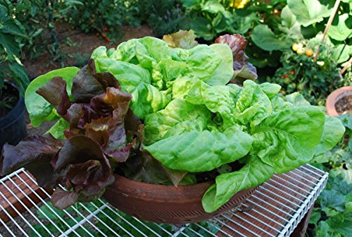 Leafy Pots Variety Seeds Combo- Lettuce 3 Types and Spinach 50++ Seeds Each (4packets) Sold by Seedscare India