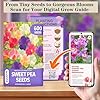 600+ Count Sweet Pea Seeds – Fragrant Flower Seeds, Easy to Grow with High Germination, Colorful Flowering Vines for Trellis, Garden Beds, Balcony, and Patio Planter #2