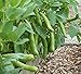 David's Garden Seeds Bean Fava Windsor SL2141 (Green) 25 Non-GMO, Heirloom Seeds