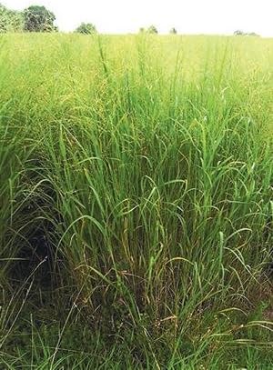 Switchgrass - Blackwell (Panicum virgatum), Seed Packet, True Native Seed