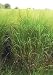 Switchgrass - Alamo (Panicum virgatum), 500 Certified Pure Live Seed, True Native Seed