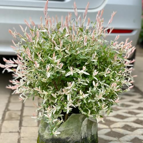 Semillas de tallo de sauce arlequín jardín, arbustos ación resistente comprar sauce arlequín resistentes, decorativas arbustos, 100pcs