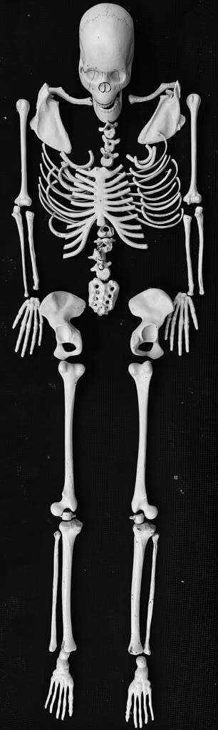 WKM Life-Size 5-Feet Dis-Articulated Anatomy Skeleton – Medical Teaching Bone Set for Students, Physiotherapy, Biology & Human Skeletal Study